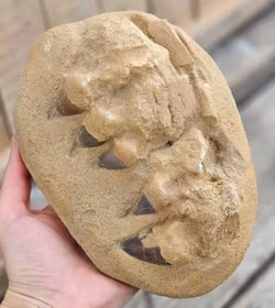 Mosasaurus tänder fossil i matrix XL #8