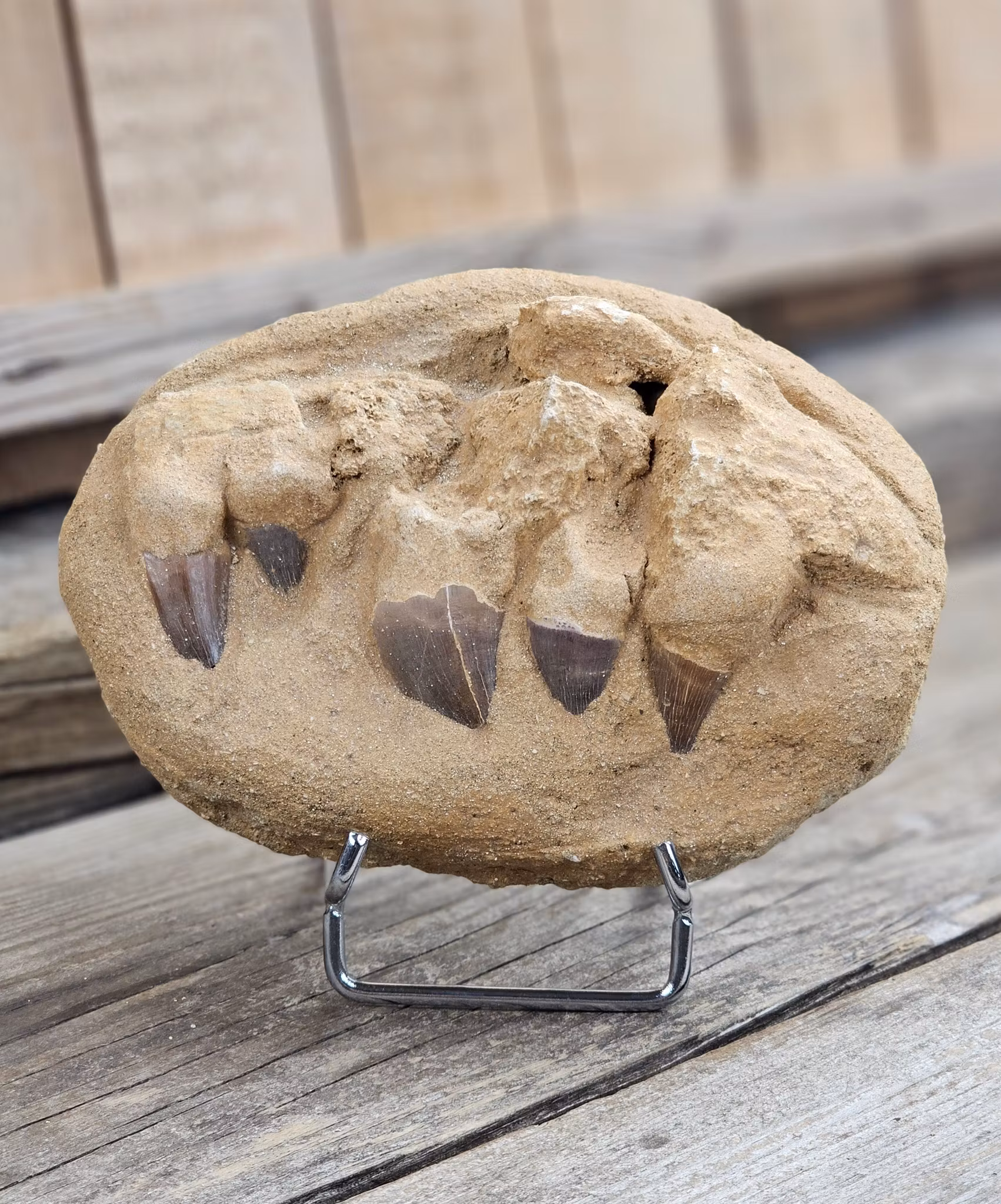 Mosasaurus tänder fossil i matrix XL