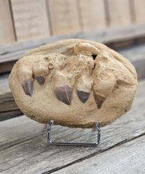 Mosasaurus tänder fossil i matrix XL #9