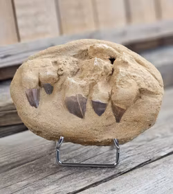 Mosasaurus tänder fossil i matrix XL #9