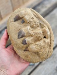 Mosasaurus tänder fossil i matrix XL #9