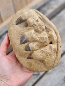 Mosasaurus tänder fossil i matrix XL #9