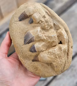 Mosasaurus tänder fossil i matrix XL #9