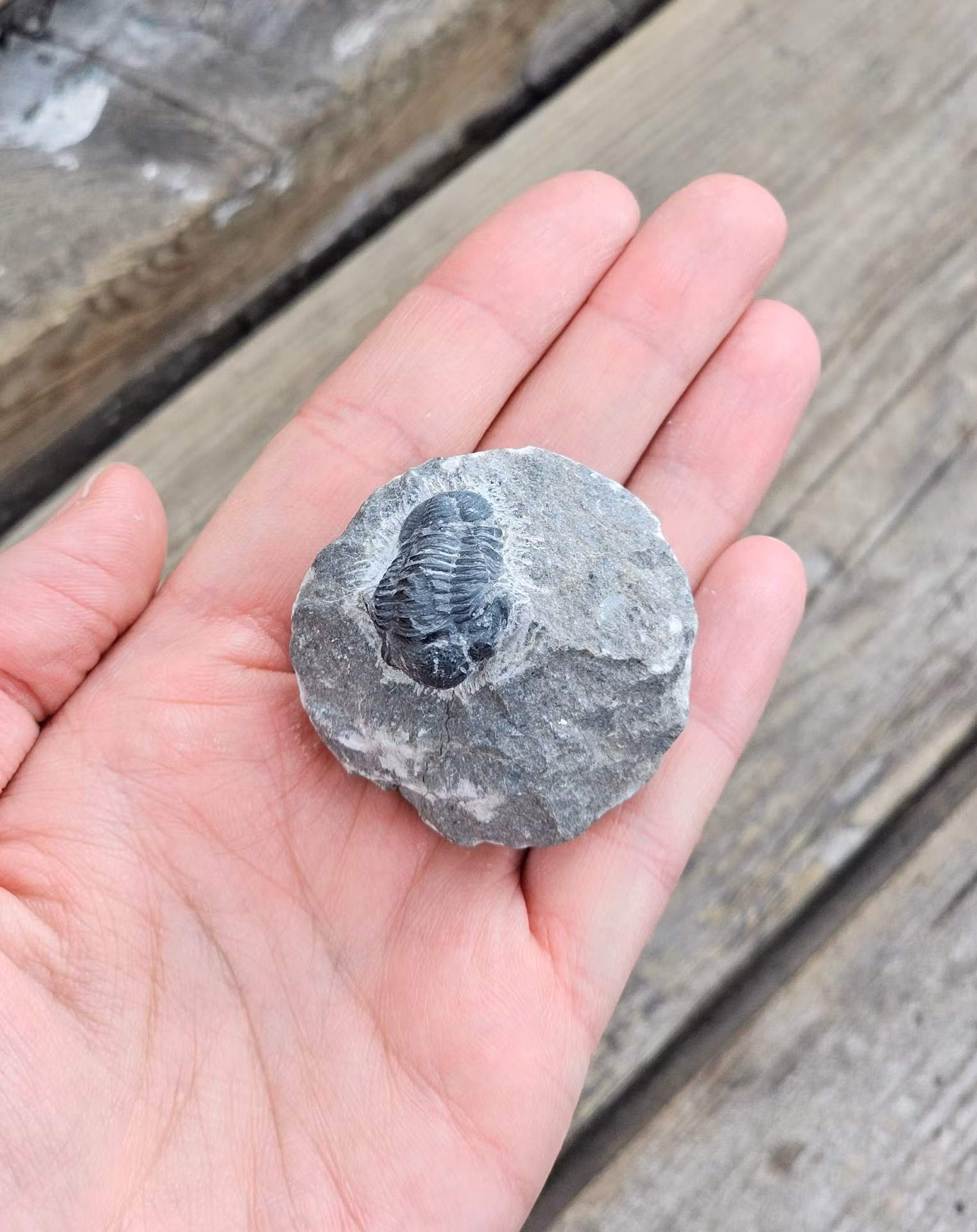 Trilobit Phacops i Matrix