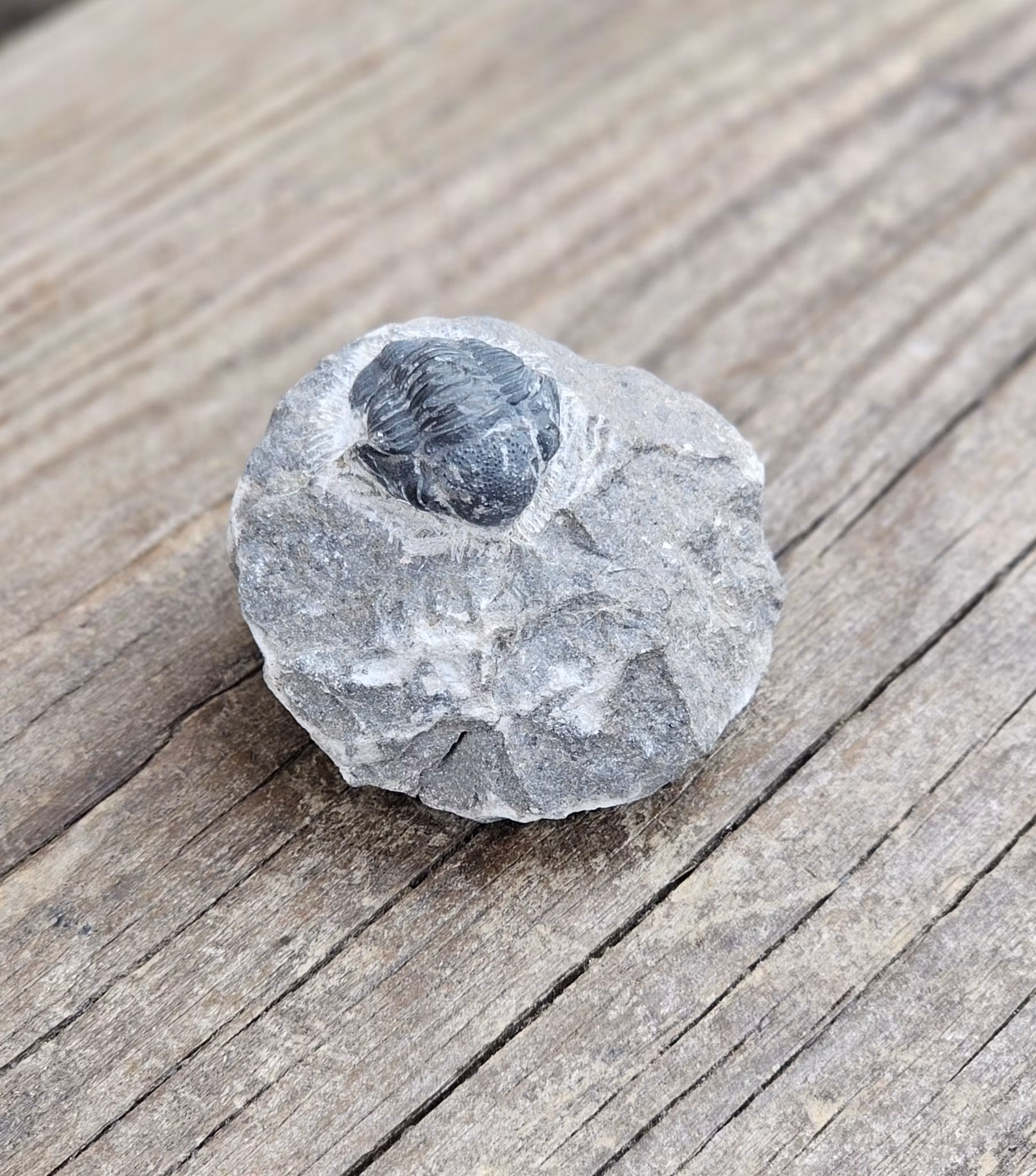 Trilobit Phacops i Matrix