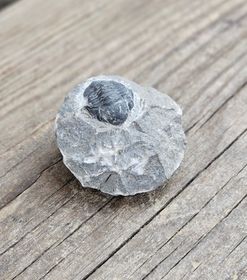 Trilobit Phacops i Matrix #3