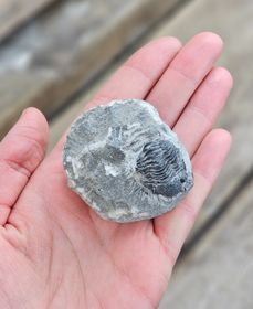 Trilobit Phacops i Matrix #4