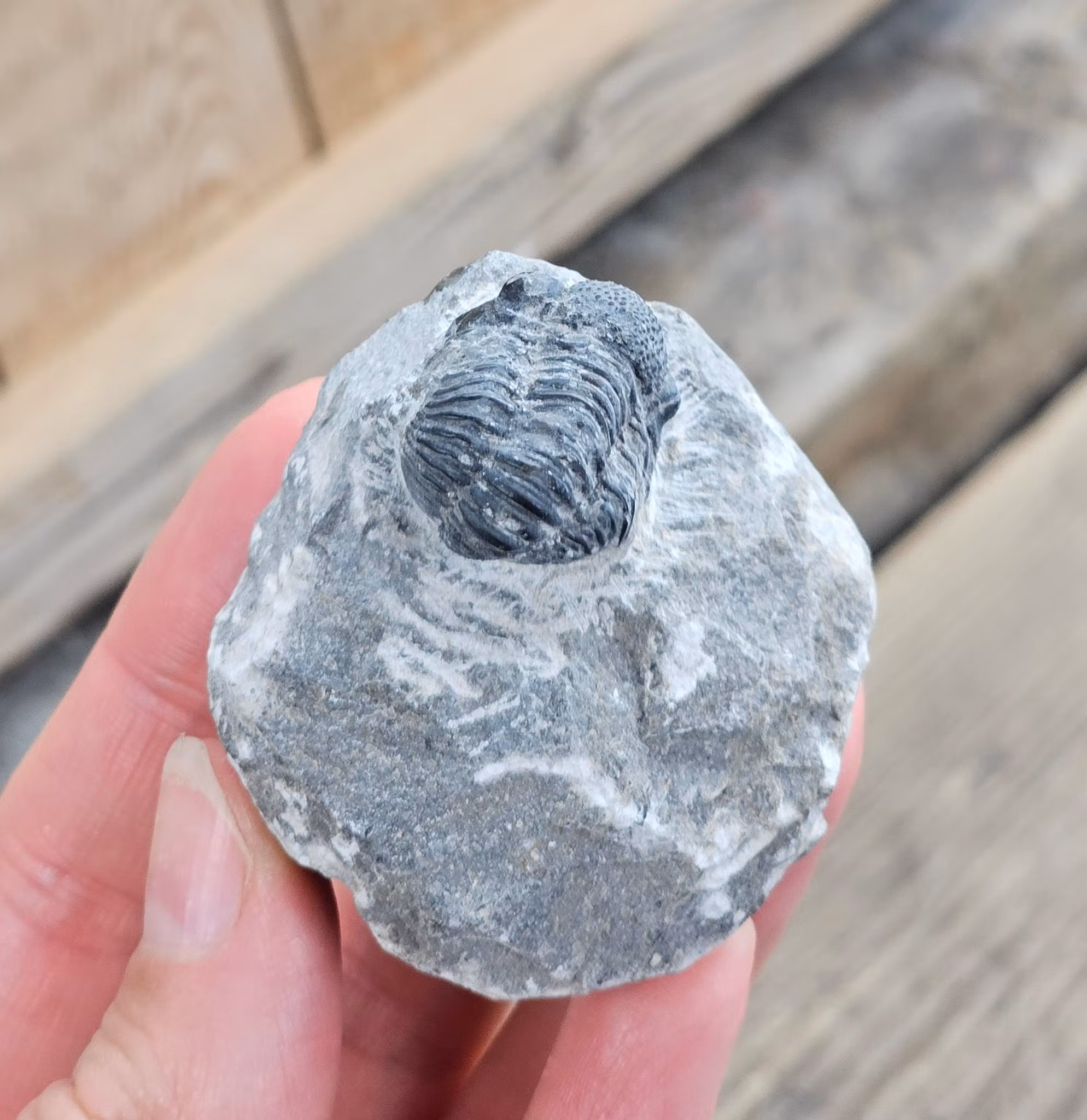 Trilobit Phacops i Matrix