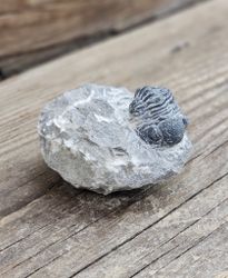 Trilobit Phacops i Matrix #4