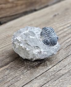 Trilobit Phacops i Matrix #4