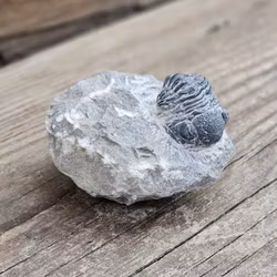 Trilobit Phacops i Matrix #4