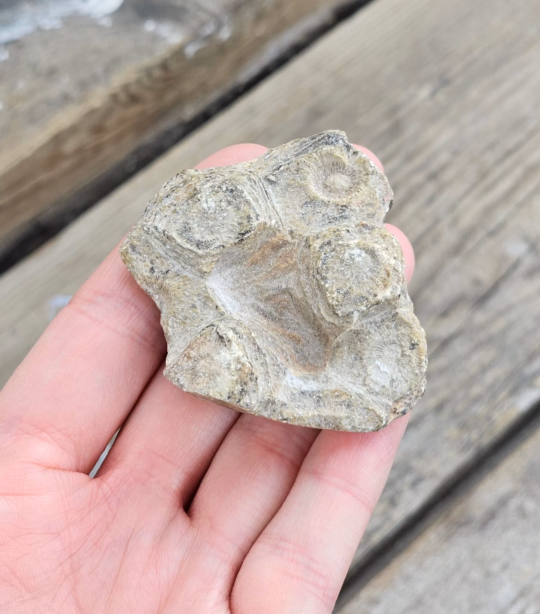 Förstenad Korall Fossil (Hexagonaria) #1