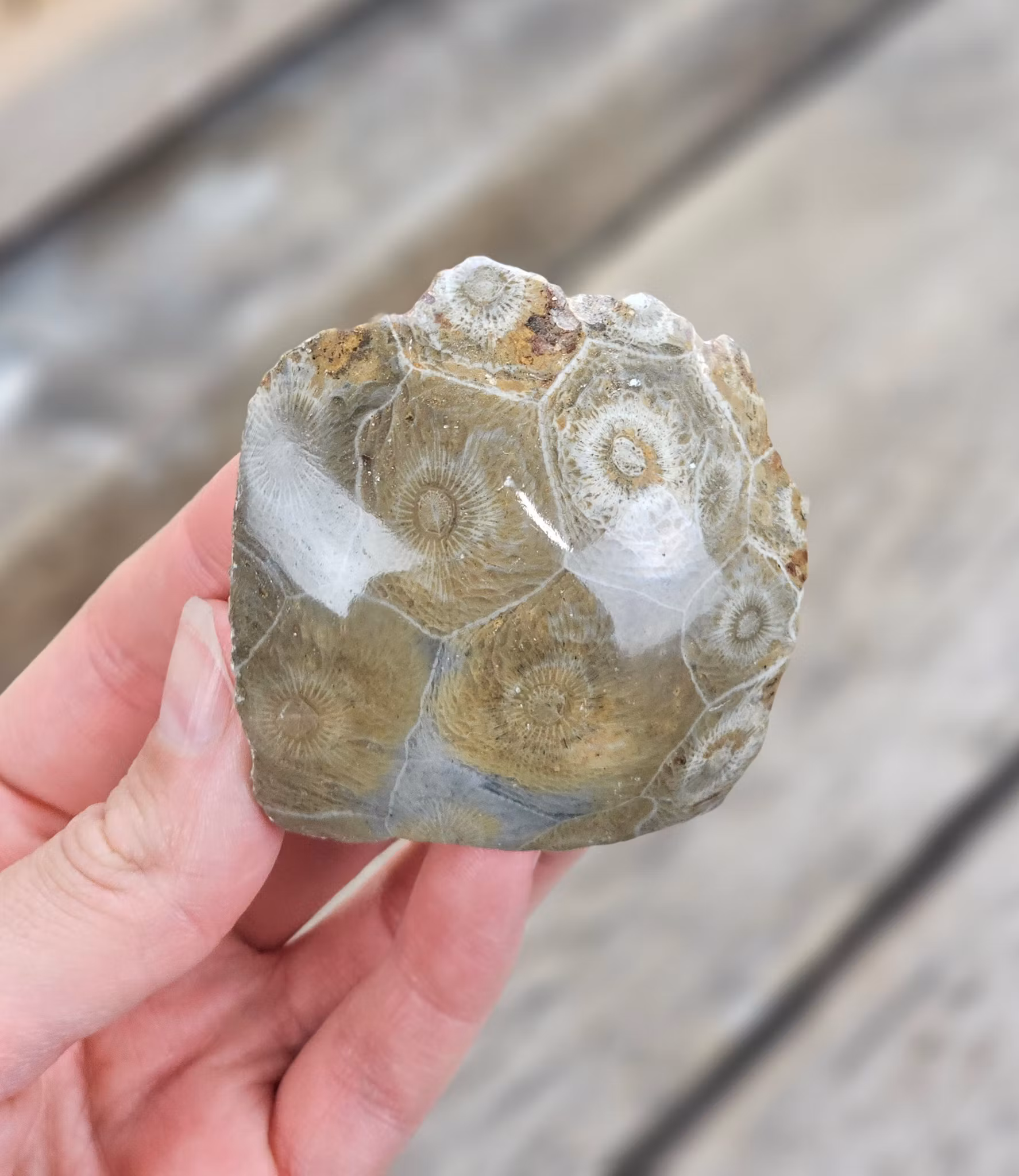 Förstenad Korall fossil (Hexagonaria)