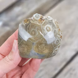 Förstenad Korall Fossil (Hexagonaria) #2