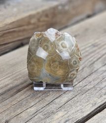 Förstenad Korall fossil (Hexagonaria) #2