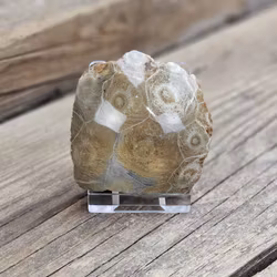 Förstenad Korall Fossil (Hexagonaria) #2