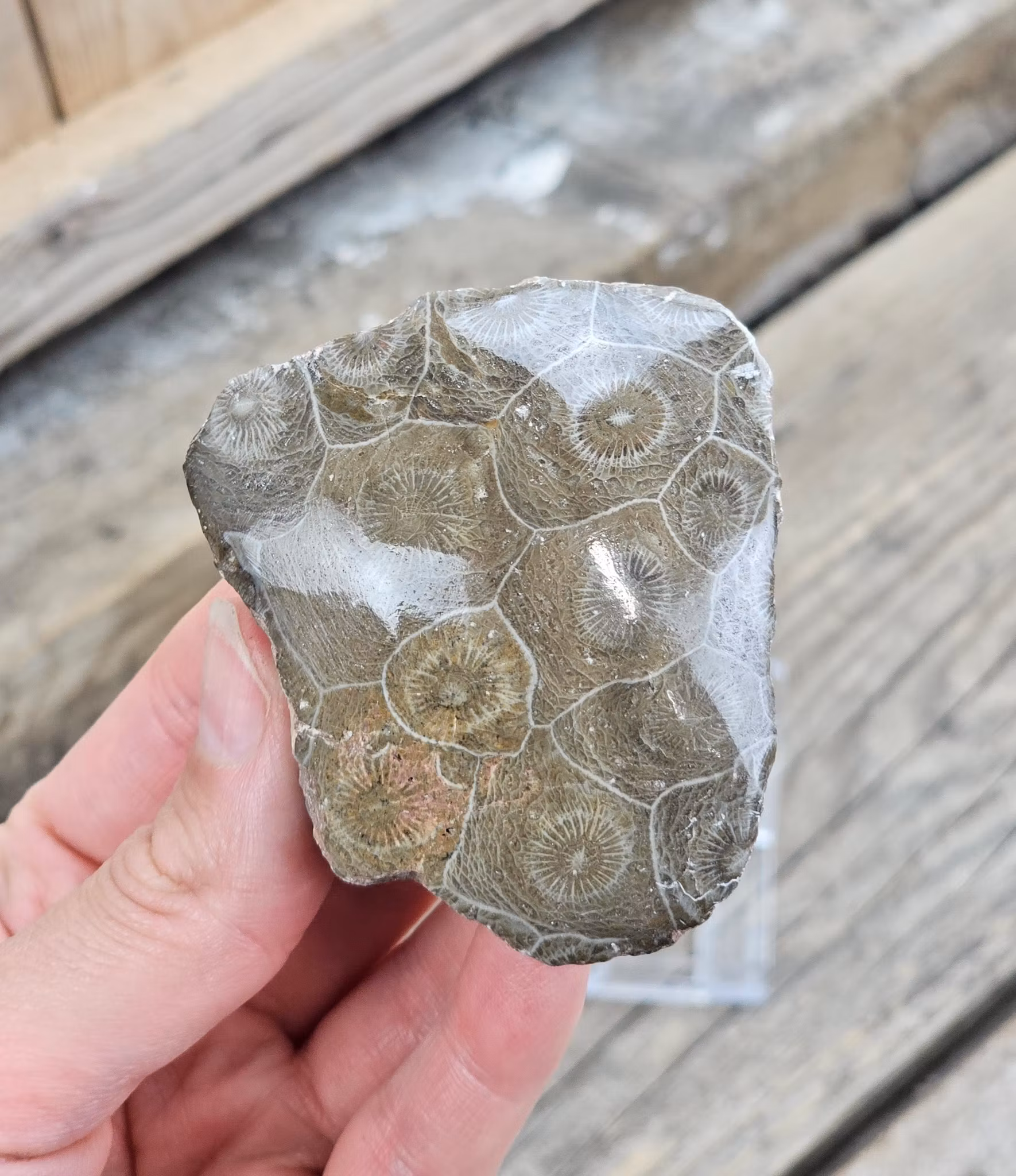 Förstenad Korall Fossil (Hexagonaria) #3
