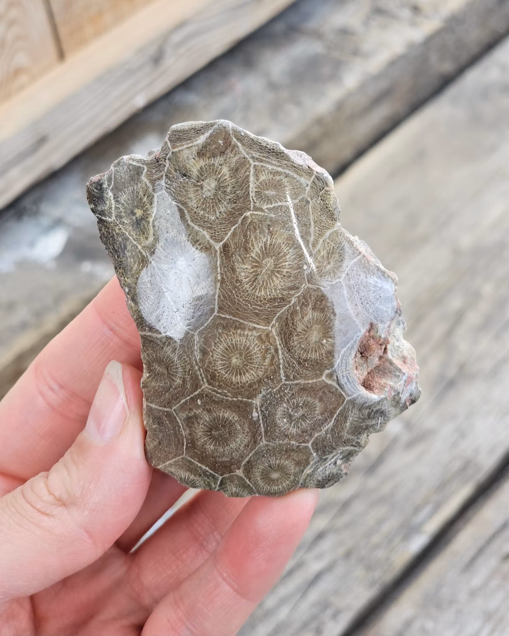 Förstenad Korall Fossil (Hexagonaria) #4