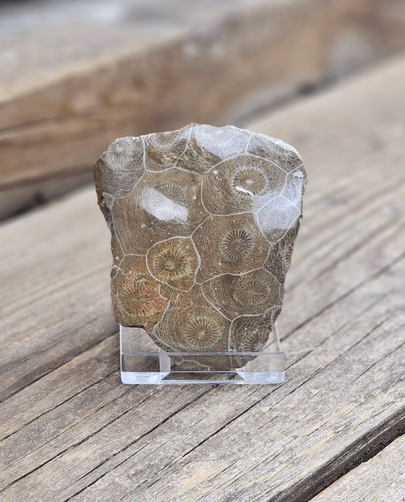 Förstenad Korall Fossil (Hexagonaria) #3