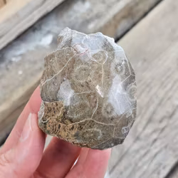 Förstenad Korall Fossil (Hexagonaria) #5