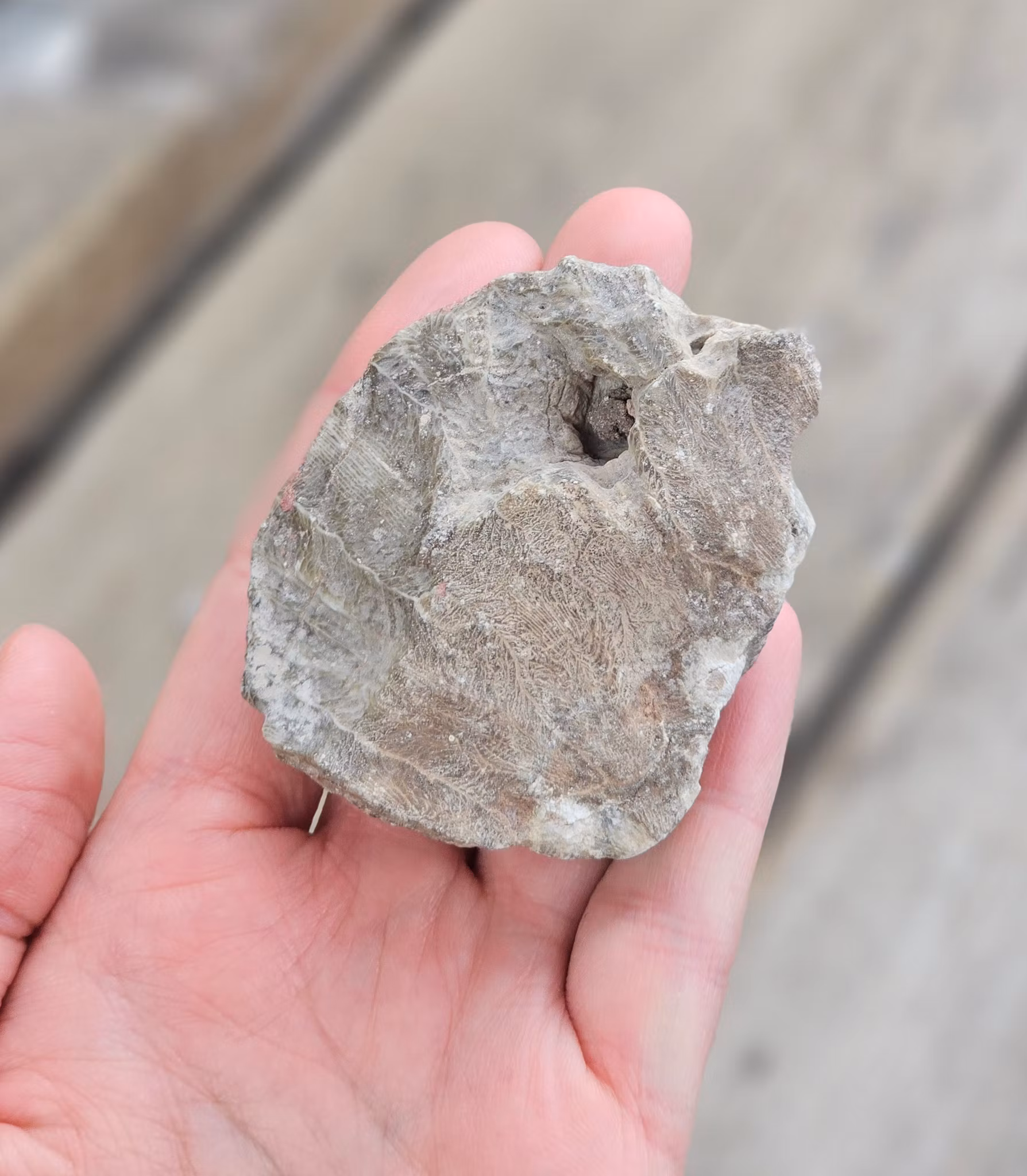 Förstenad Korall fossil (Hexagonaria)