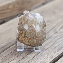Förstenad Korall Fossil (Hexagonaria) #5