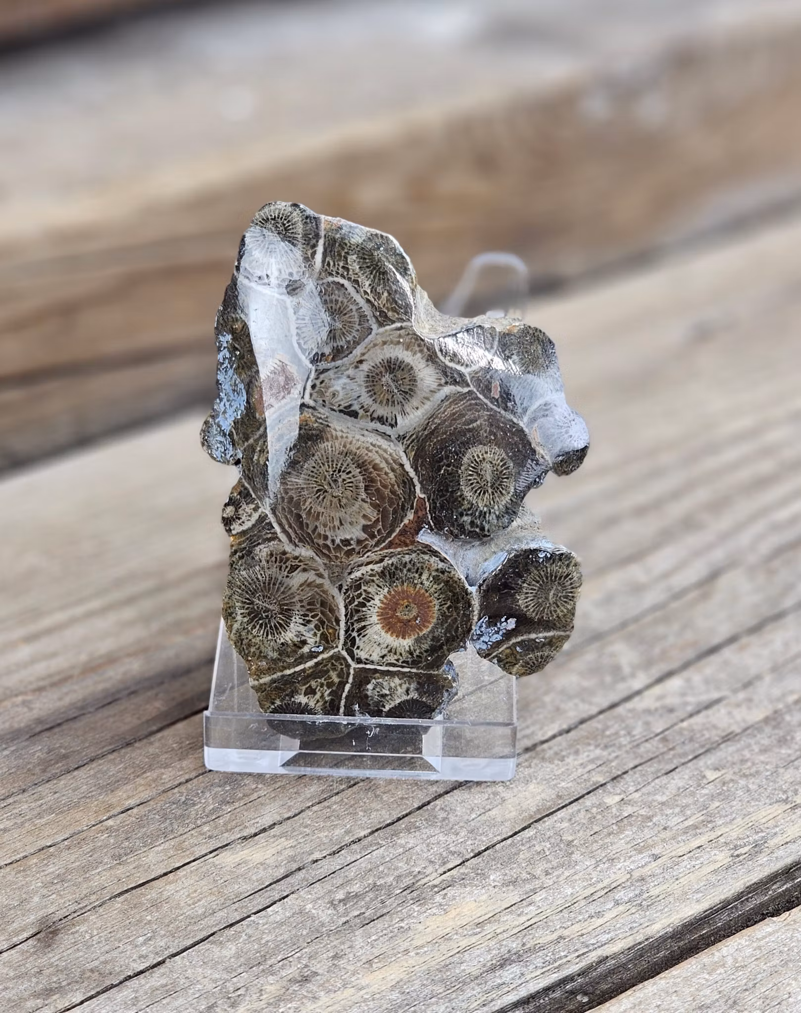 Förstenad Korall Fossil (Hexagonaria) #9