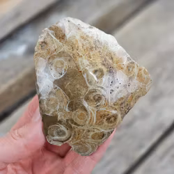 Förstenad Korall Fossil (Hexagonaria) #10