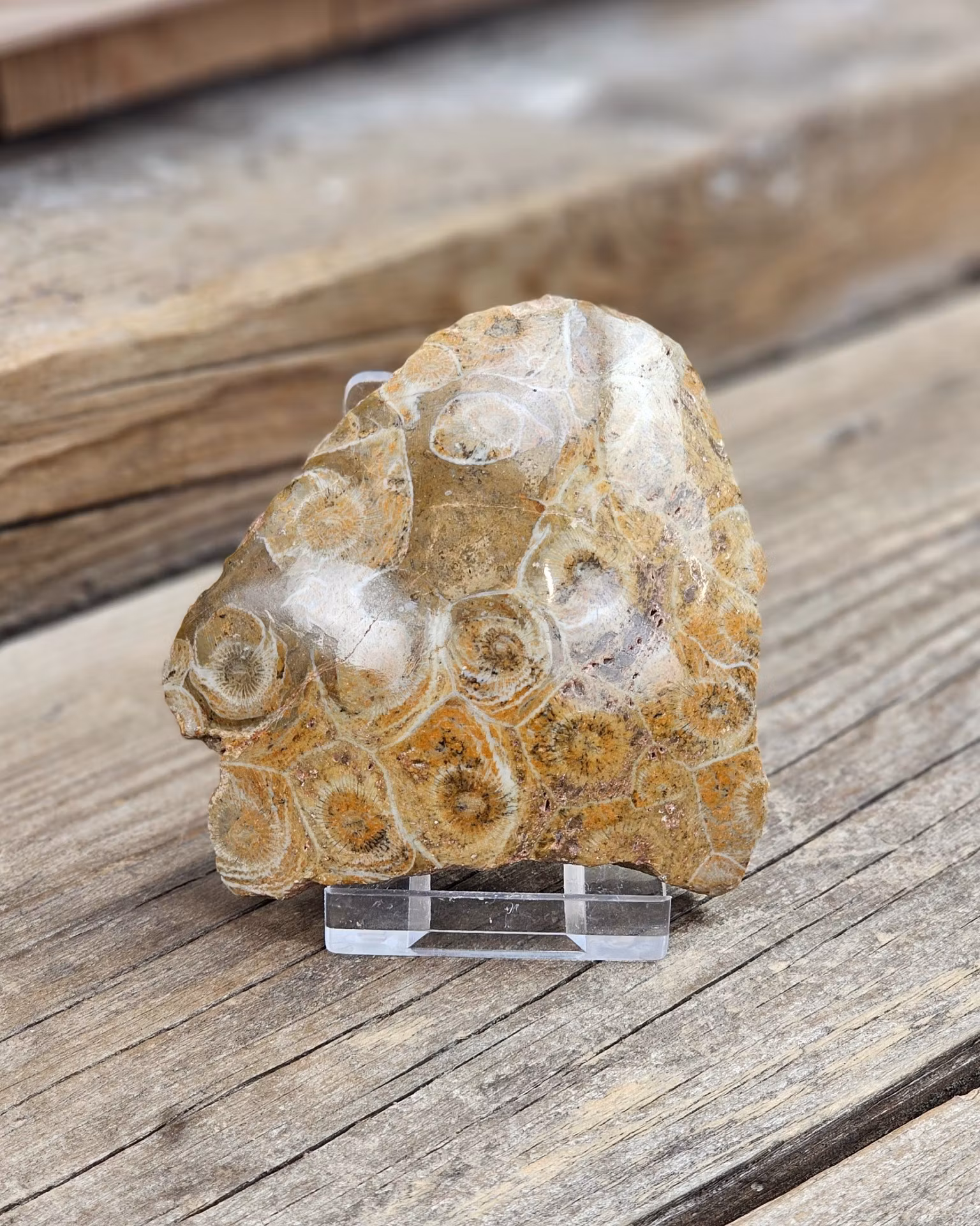 Förstenad Korall fossil (Hexagonaria)
