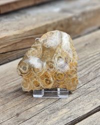 Förstenad Korall fossil (Hexagonaria) #10