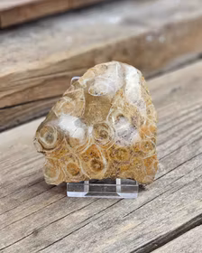 Förstenad Korall Fossil (Hexagonaria) #10
