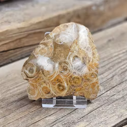 Förstenad Korall Fossil (Hexagonaria) #10