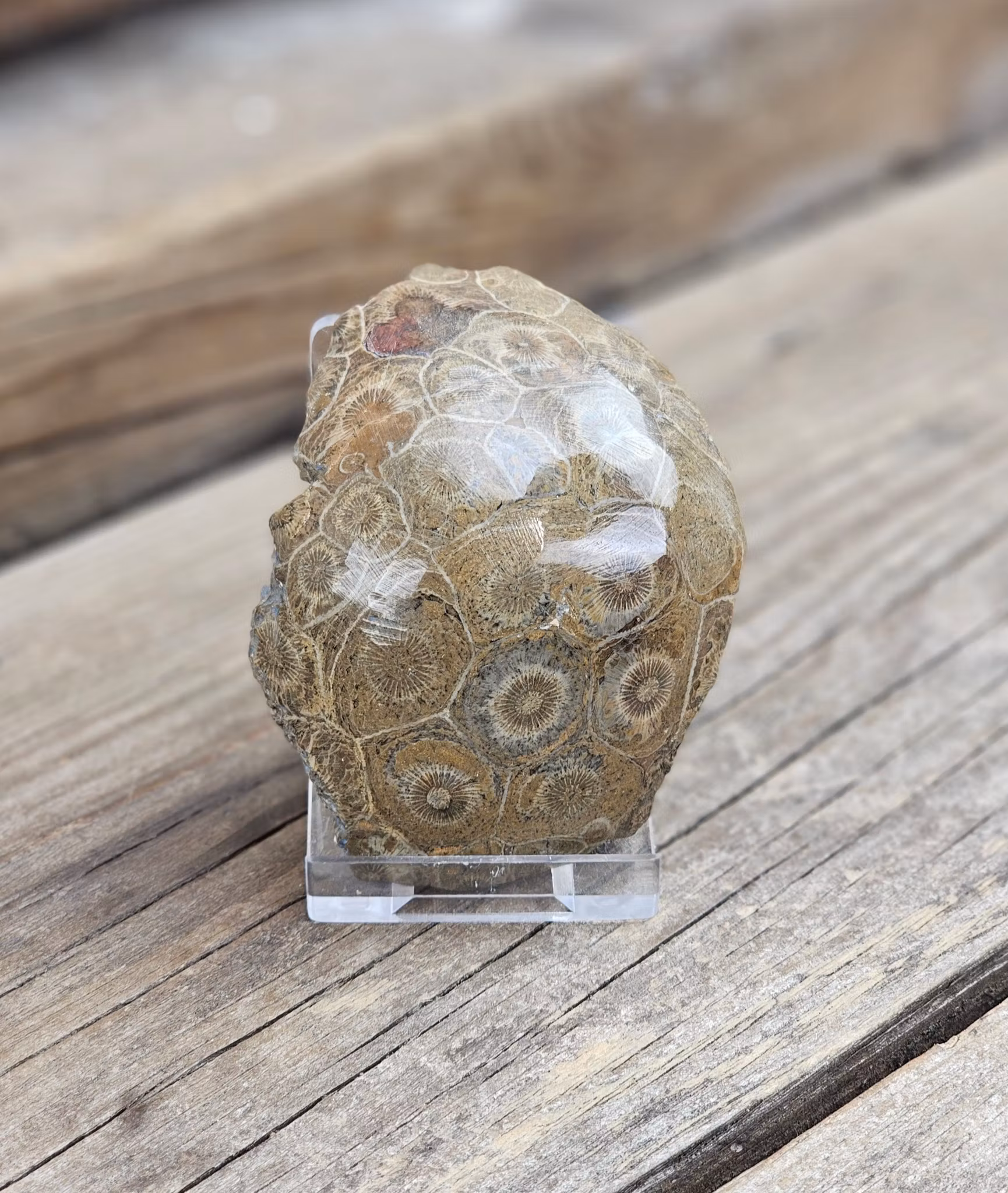 Förstenad Korall Fossil (Hexagonaria) #12