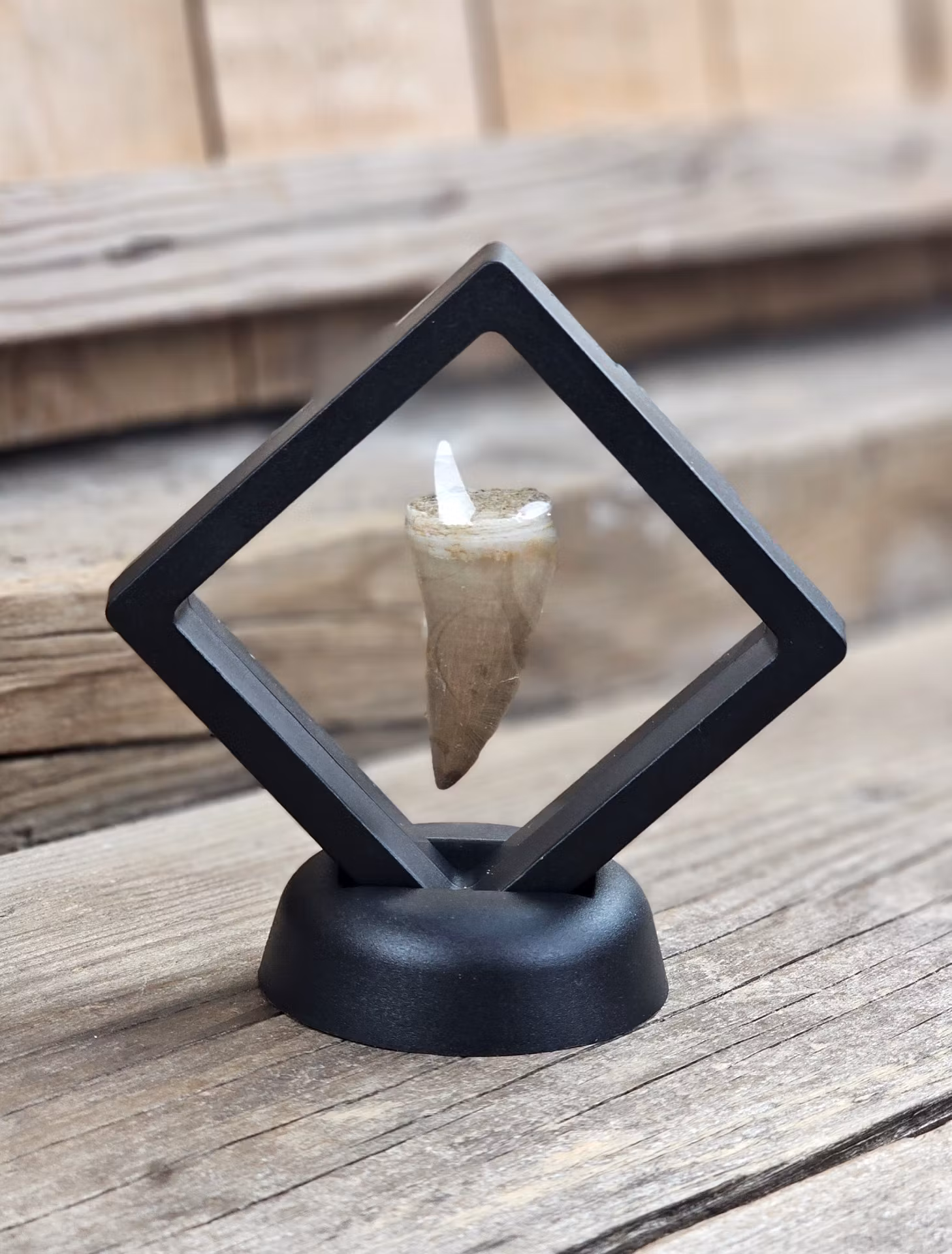 Mosasaurus tand fossil #3