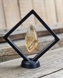 Copal med insekter #7