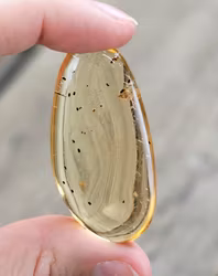 Copal med insekter #13