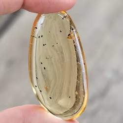 Copal med insekter #13