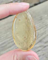 Copal med insekter #16