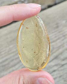 Copal med insekter #16