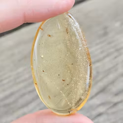Copal med insekter #16
