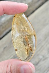 Copal med insekter #17