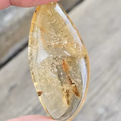 Copal med insekter #17