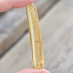 Copal med insekter #21