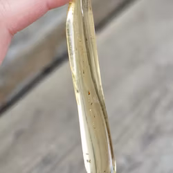 Copal med insekter #22