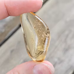Copal med insekter #25