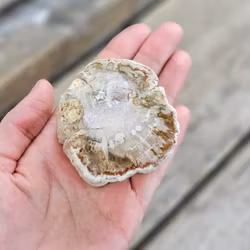 Förstenat trä, stubbe #2