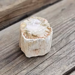 Förstenat trä, stubbe #2