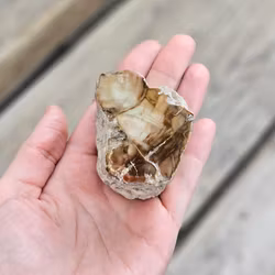 Förstenat trä, stubbe #5