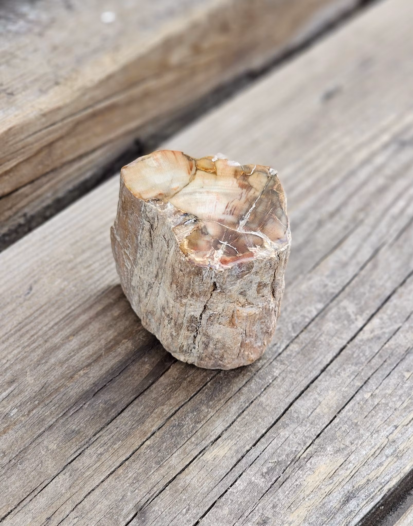 Förstenat trä, stubbe