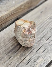 Förstenat trä, stubbe #5